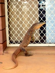 Paraburdoo Western Australia wildlife