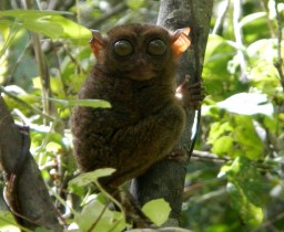 Philippine Tarsier Philippine Tarsier