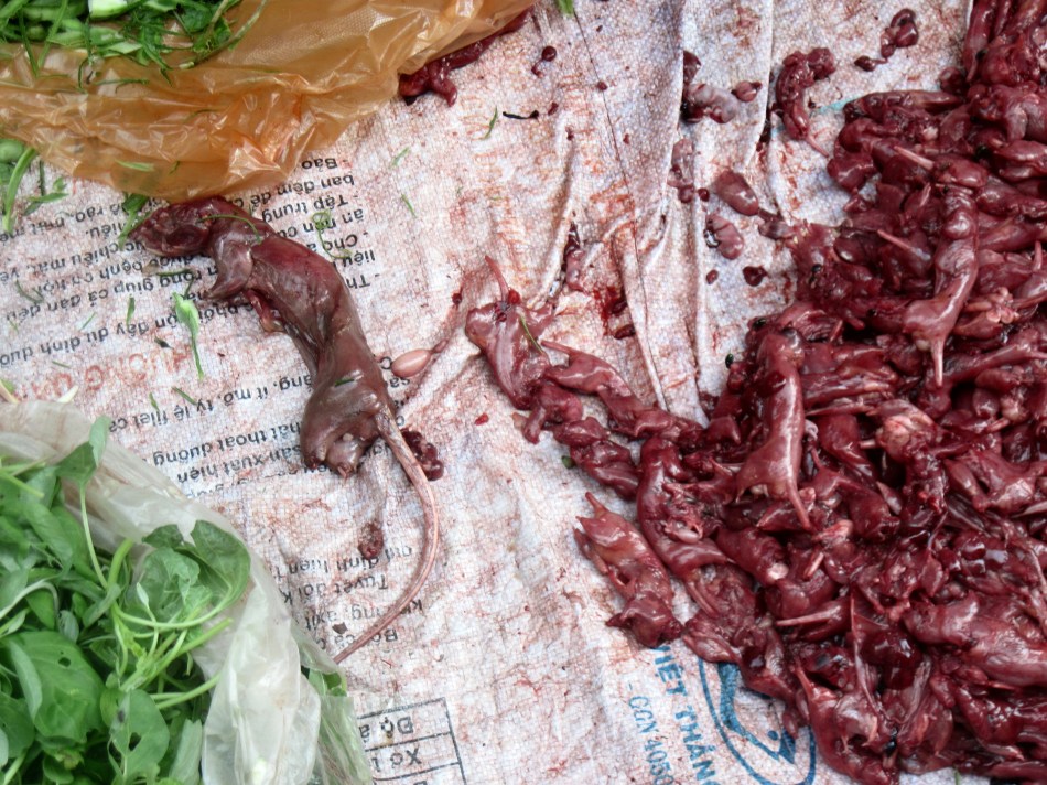Skinned rats, Cambodia