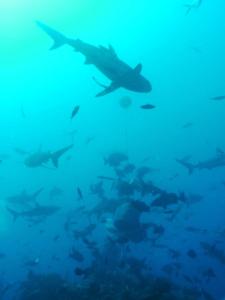 The Art of Being Lost