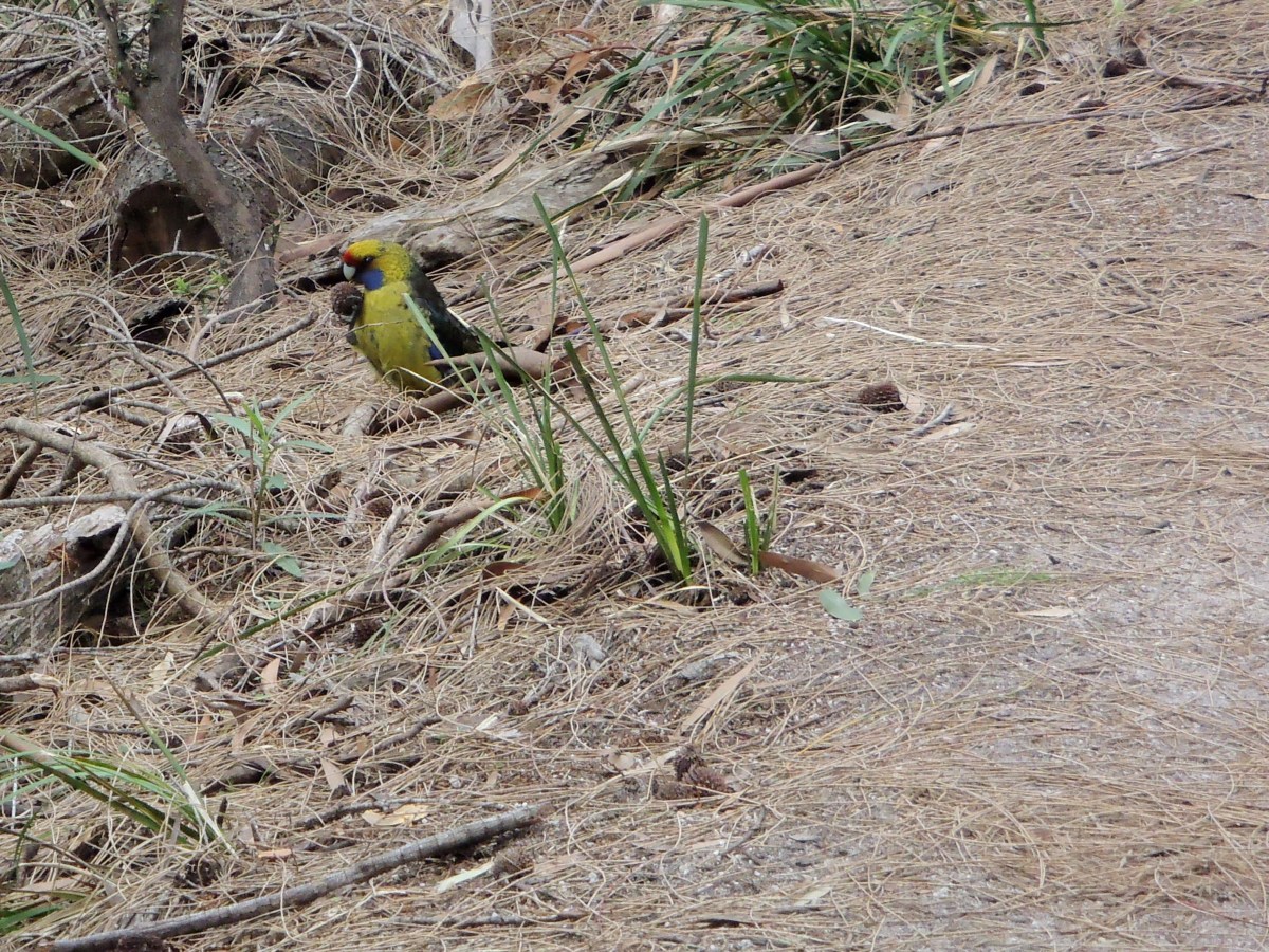 Parrot, Freycinet National Park