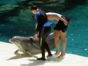 Dolphin Training, The Mirage, Las Vegas