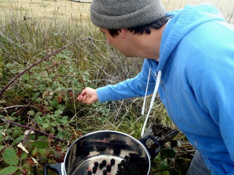Australian cuisine, bush blackberries
