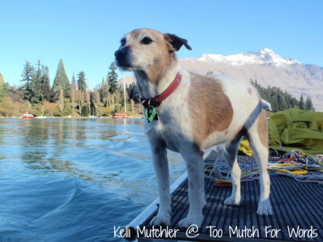 parasailing Queenstown dog