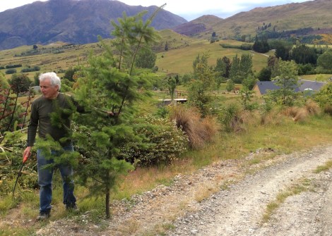 cutting down a Christmas tree in New Zealand