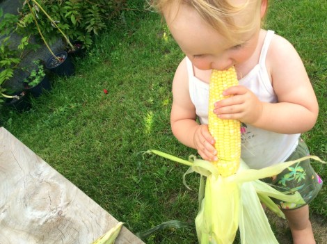 Midwest corn, farm-to-table