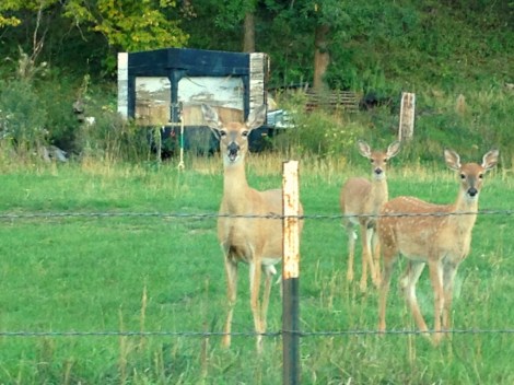 Midwest summer road trip