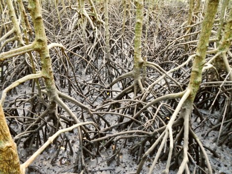 Cambodian mangrove roots