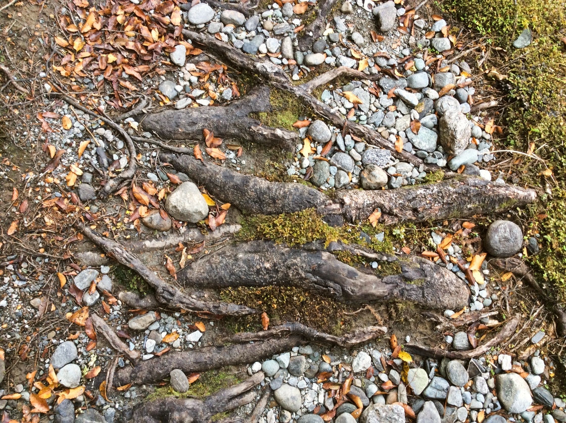 Traveling Roots Grow Where You’re Planted (On Traveling And Roots) | Too Mutch For Words