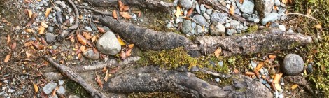 Tree roots underfoot